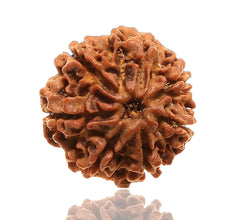 07 Faced Natural Nepali Rudraksha Beads Collector sample