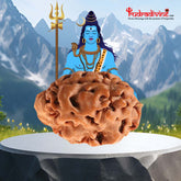 1 Mukhi Rudraksha Collector