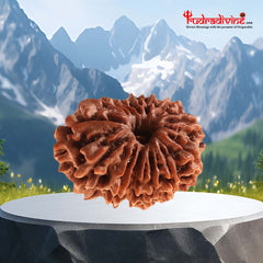 13 Faced Natural Nepali Rudraksha Beads collector