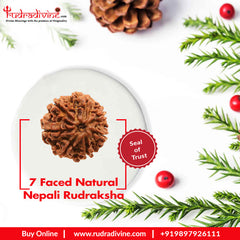 07 Faced Natural Nepali Rudraksha Beads Collector sample