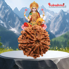 07 Faced Natural Nepali Rudraksha Beads Collector sample
