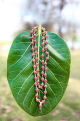 Rudra divine 5 face silver cap indonesia rudraksha mala Rudraksha Mala in Silver Diamond Cut Caps (5 mm, 55 Beads, Lab Certified) - Special Edition - Natural Rudraksha Beads - Pure Silver - Pack of 1