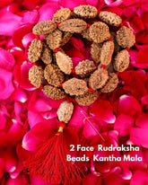 Rudra divine 2 mukhi rameswaram kantha 32+1 beads Original 2 Mukhi Rudraksh Kantha Mala 2 Face Rudraksha Mala