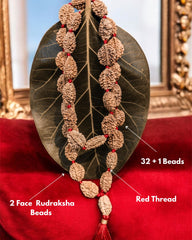 Rudra divine 2 mukhi rameswaram kantha 32+1 beads Original 2 Mukhi Rudraksh Kantha Mala 2 Face Rudraksha Mala