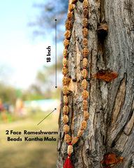 Rudra divine 2 mukhi rameswaram kantha 32+1 beads Original 2 Mukhi Rudraksh Kantha Mala 2 Face Rudraksha Mala