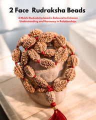 Rudra divine 2 mukhi rameswaram kantha 32+1 beads Original 2 Mukhi Rudraksh Kantha Mala 2 Face Rudraksha Mala