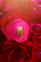 Rudra divine Certified Machh Mani sea stone Reduces and Removes Rahu Impact.(Meen Mukta, fish stone)