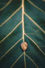 Rudra divine Certified Machh Mani sea stone Reduces and Removes Rahu Impact.(Meen Mukta, fish stone)