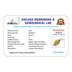 RUDRADIVINE 2 Mukhi Rudraksha Original Natural Rudraksha Bead with Red Thread | Puja, Meditation, Spiritual Practice & Devotional Use