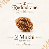 02 Mukhi Rameshwaram Rudraksha