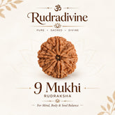 9 Mukhi Nepali Rudraksha Beads