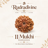11 Faced / Mukhi Nepali Rudraksha Beads
