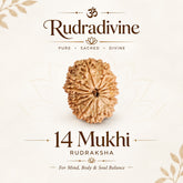 14 Faced Natural Nepali Rudraksha Beads