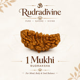 01 Mukhi / Faced Rameshwaram