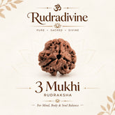 3 Mukhi / Faced Nepali Rudraksha