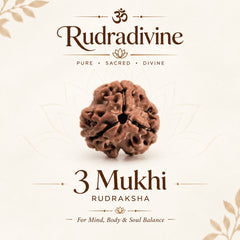 3 Mukhi / Faced Nepali Rudraksha
