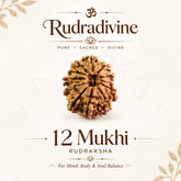 12 Faced Natural Nepali Rudraksha Beads