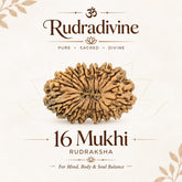 16 Faced Natural Nepali Rudraksha Beads