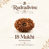 18 Mukhi Nepali Rudraksha Beads