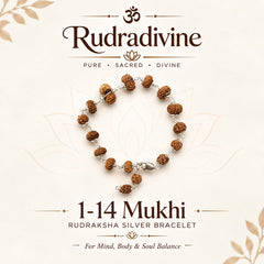 1 -14 Mukhi Rudraksha Silver Bracelet