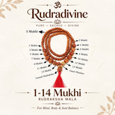 1-14 Mukhi Rudraksha with Gauri Shankar kantha indonesia Indrani Mala