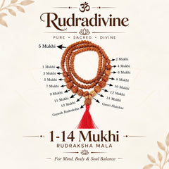 1-14 Mukhi Rudraksha with Gauri Shankar kantha indonesia Indrani Mala