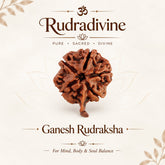 Ganesh Rudraksha