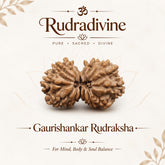 Gauri Shankar Rudraksha