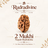 2 Faced Nepali Rudraksha