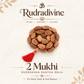 Rudra divine 2 mukhi rameswaram kantha 32+1 beads Original 2 Mukhi Rudraksh Kantha Mala 2 Face Rudraksha Mala