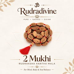 Rudra divine 2 mukhi rameswaram kantha 32+1 beads Original 2 Mukhi Rudraksh Kantha Mala 2 Face Rudraksha Mala