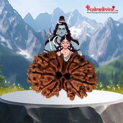 Gauri Shankar Rudraksha