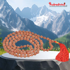 Rudraksha  semi Pathariya Mala 108 Beads