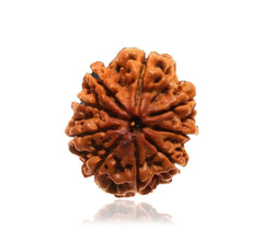 9 Faced Natural Nepali Rudraksha Bead collector