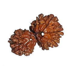 Gauri Shankar Rudraksha