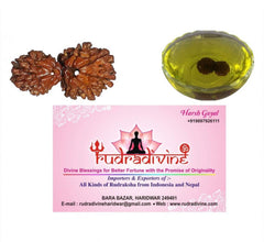 Gauri Shankar Rudraksha