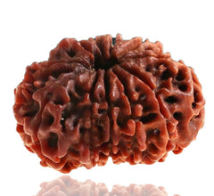 11 Faced / Mukhi Nepali Rudraksha Beads collector
