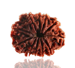 11 Faced / Mukhi Nepali Rudraksha Beads collector