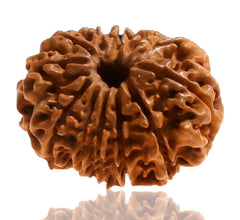12 Faced Natural Nepali Rudraksha Beads collector