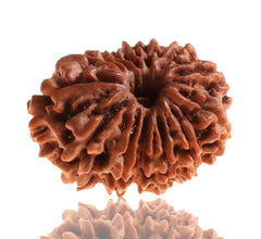 13 Faced Natural Nepali Rudraksha Beads collector