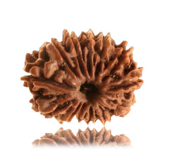 13 Faced Natural Nepali Rudraksha Beads collector