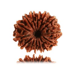 14 Faced Natural Nepali Rudraksha Beads collector