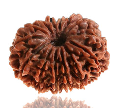 14 Faced Natural Nepali Rudraksha Beads collector