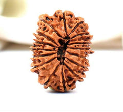 16 Faced Natural Nepali Rudraksha Beads collector