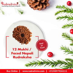 12 Faced Natural Nepali Rudraksha Beads collector