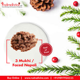 3 Mukhi / Faced Nepali Rudraksha