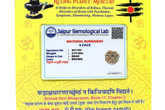 4 face / Mukhi Nepali Rudraksha