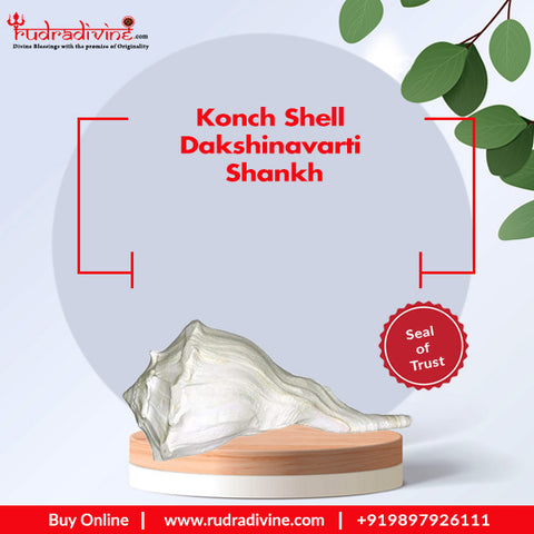 Konch Shell Dakshinavarti Shankh