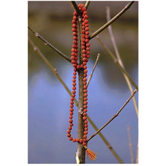 Rudraksha 5 mukhi jaap Mala