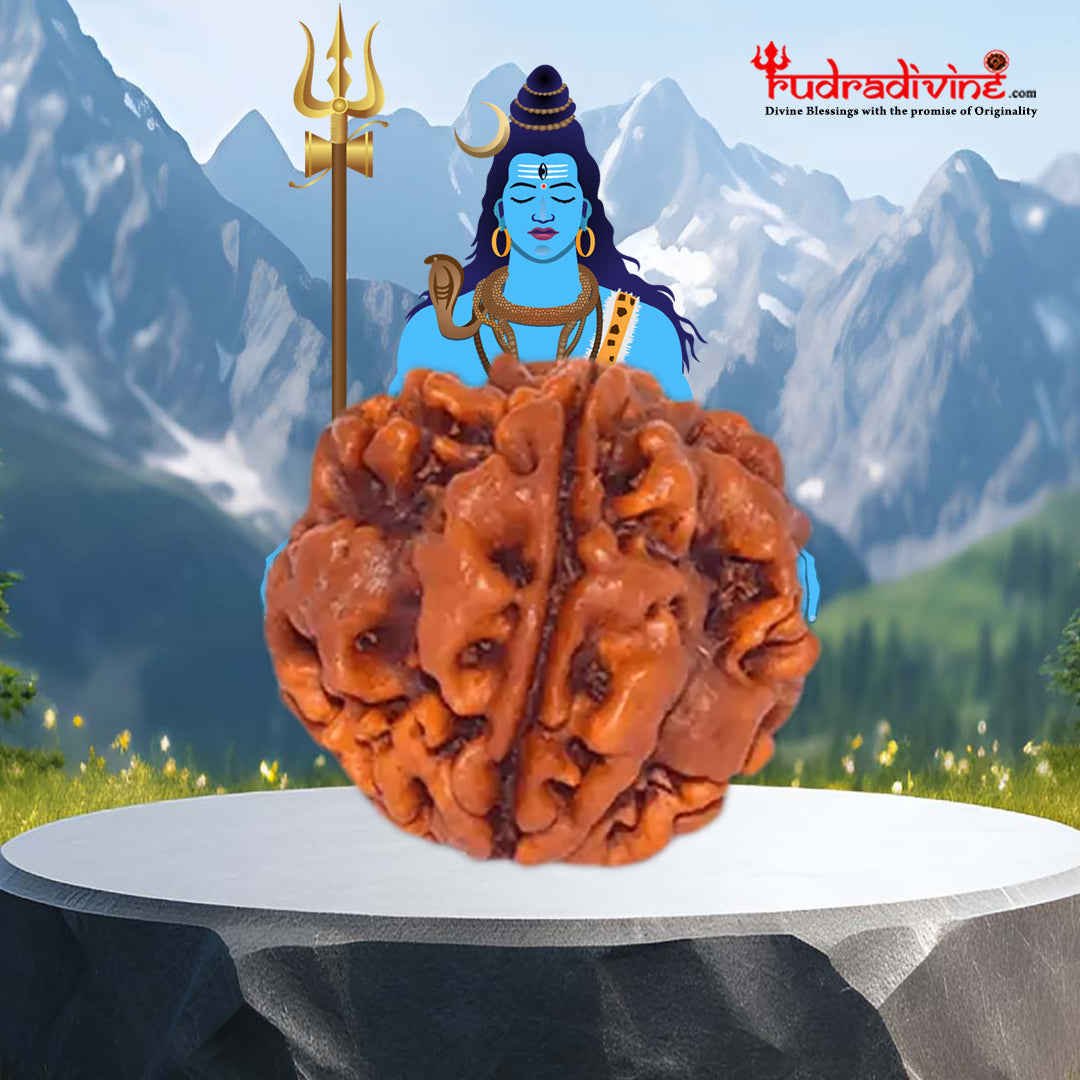 1 Mukhi Gol Rudraksha